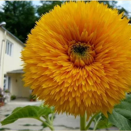 Boerzsoeny Kapuja Vendeghaz Zebegény