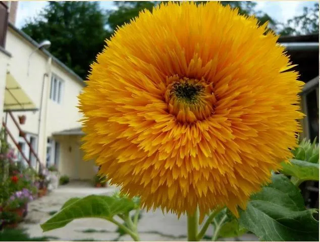 Börzsönykapuja Vendégház Zebegény